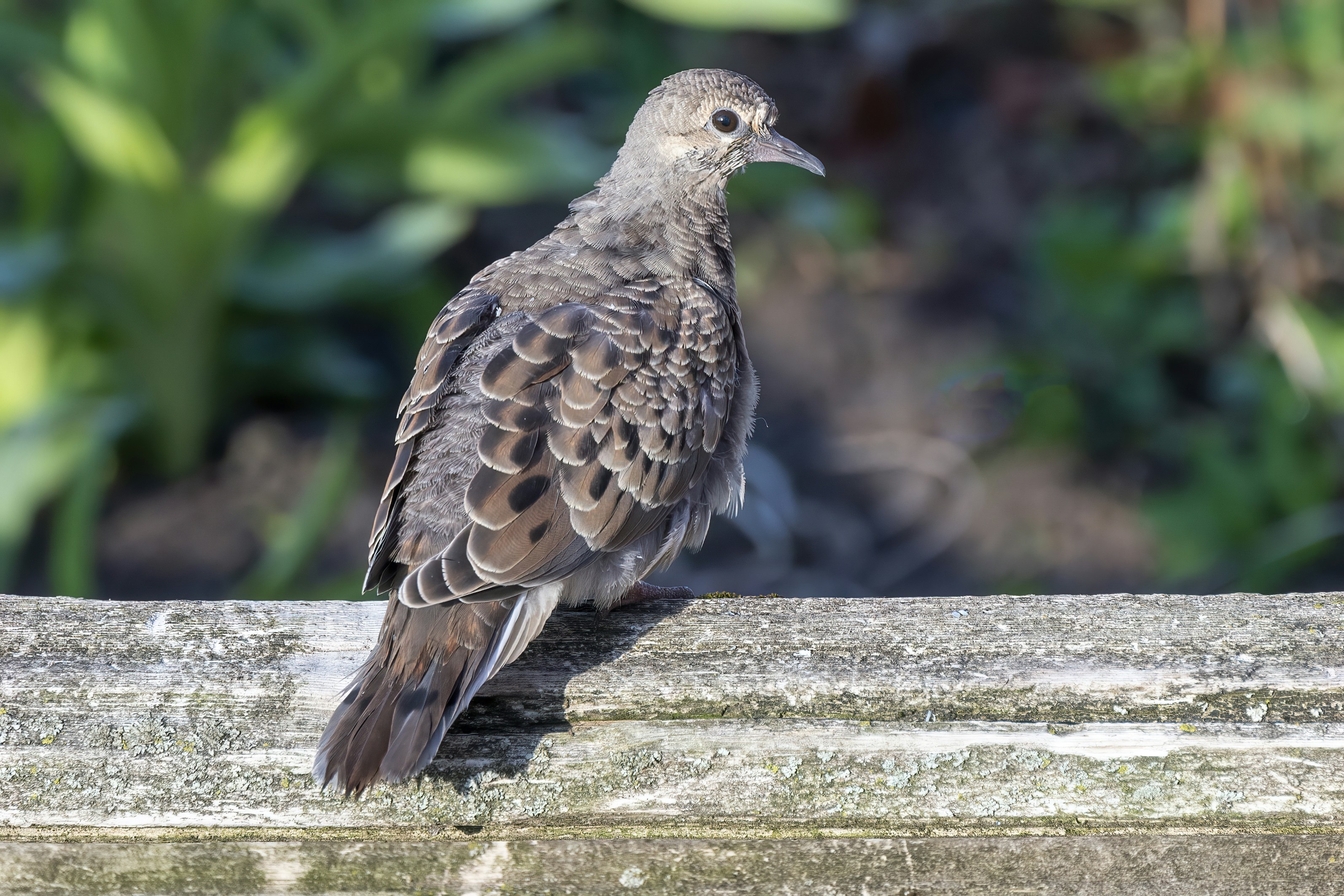 Photo by cholewinski