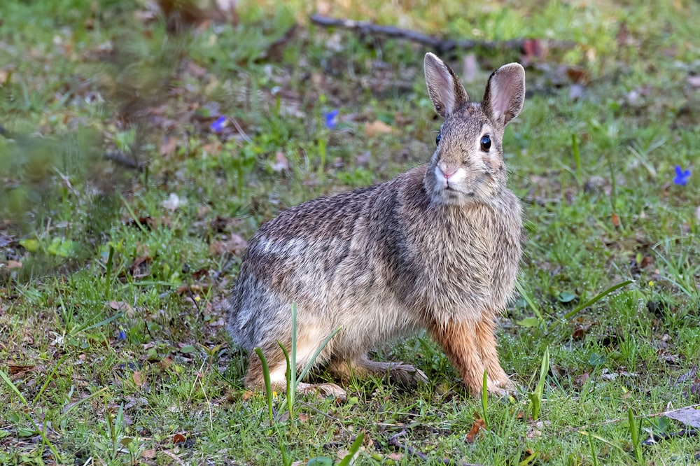 brown rabbit on green grass field during daytime