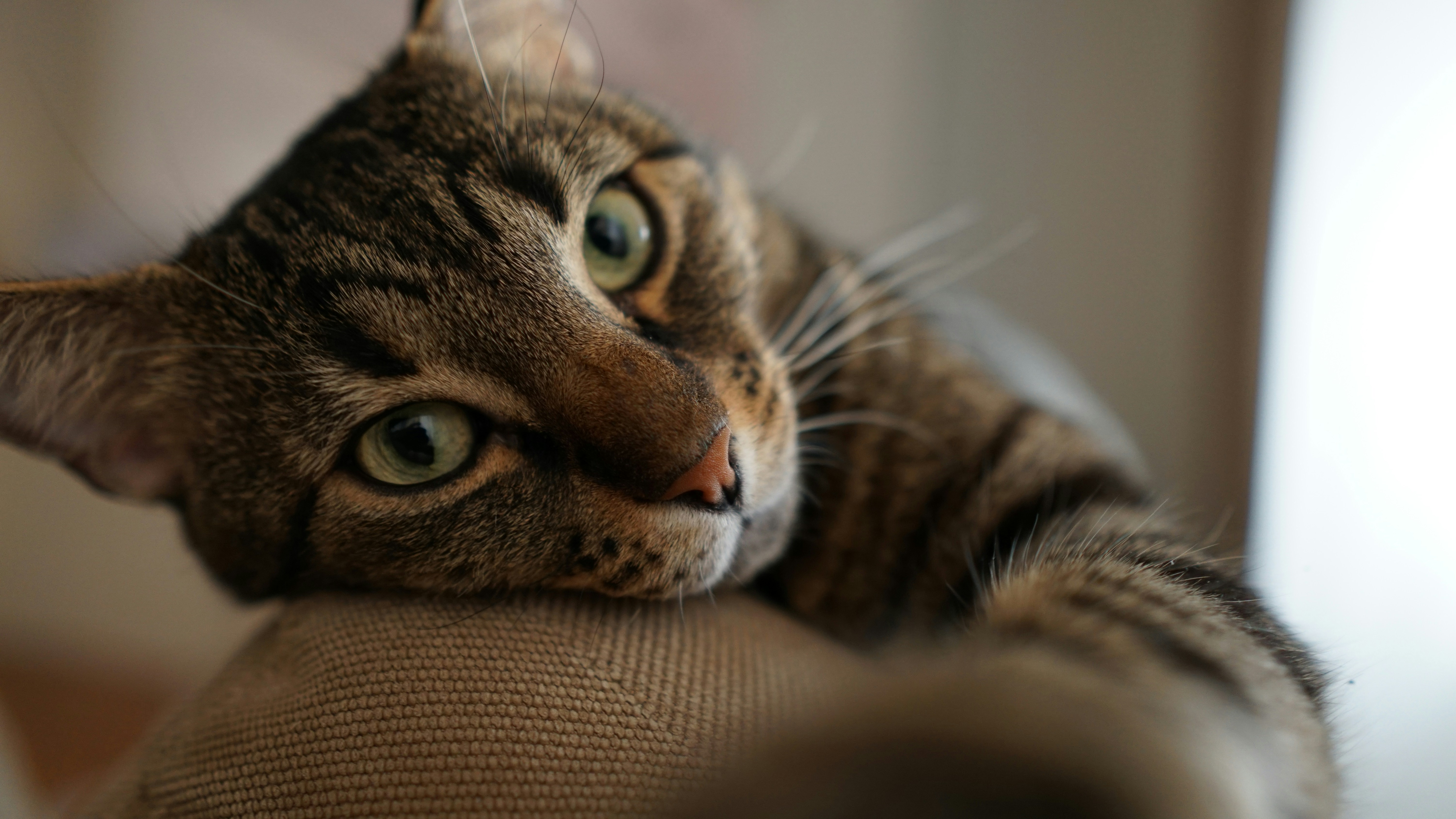 Photo by nikolovlazar