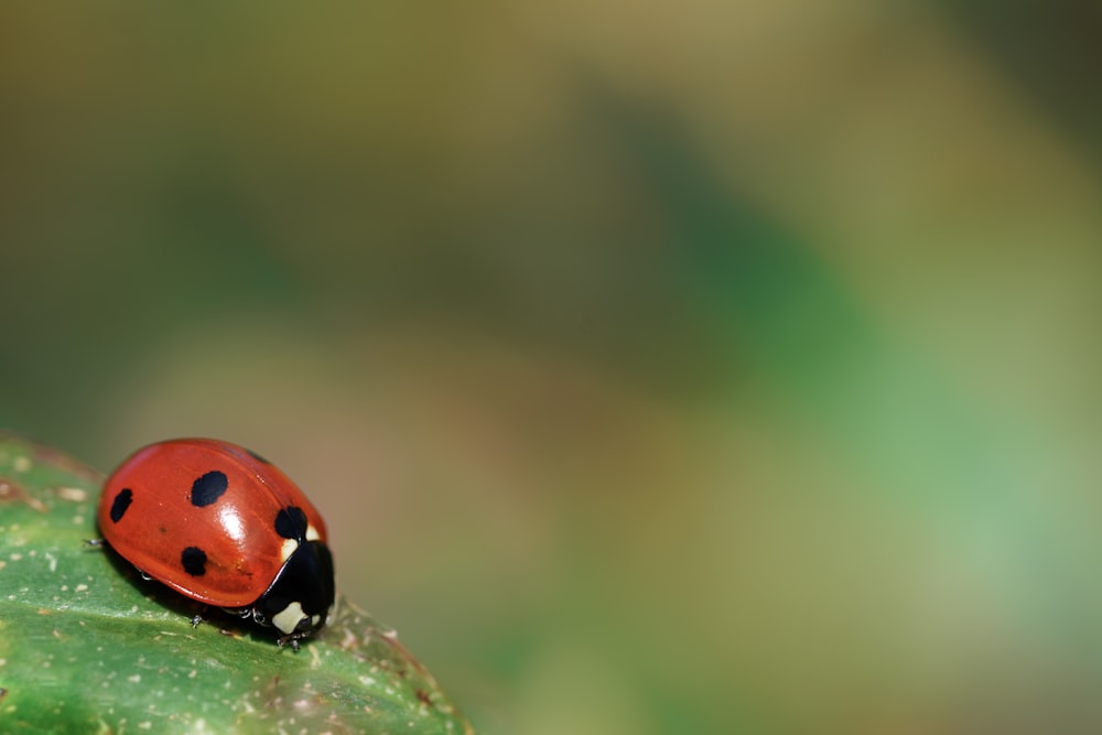 red ladybug on green leaf in close up photography