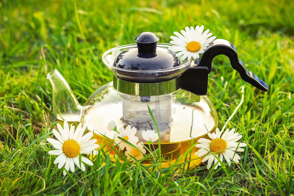 white daisy flowers in clear glass teapot on green grass field during daytime