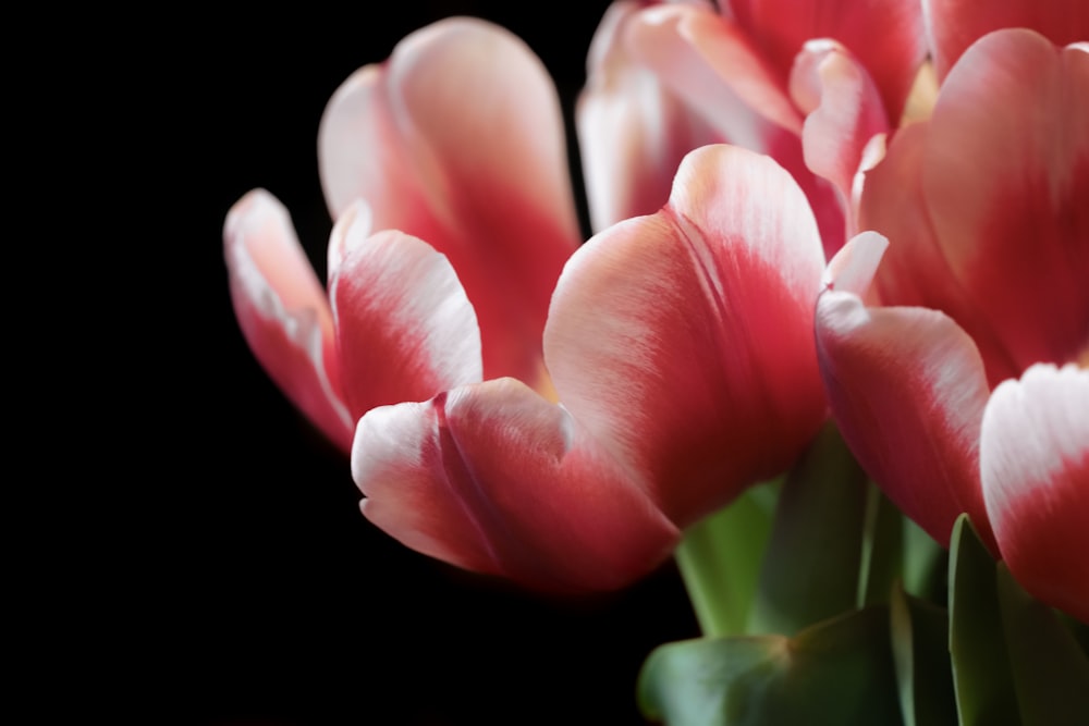 pink tulips in black background