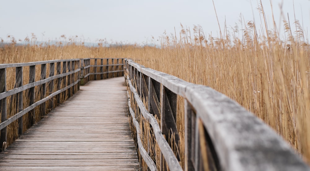 ponte de madeira marrom entre o campo de grama marrom durante o dia