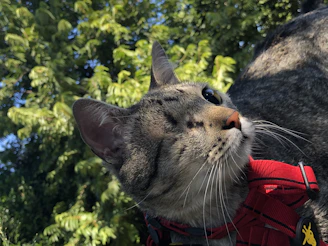 Close-up of a compact GPS tracker attached to a cat's collar with a bright outdoor background.