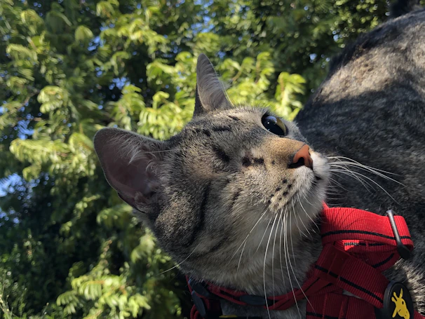 Close-up of a compact GPS tracker attached to a cat's collar with a bright outdoor background.
