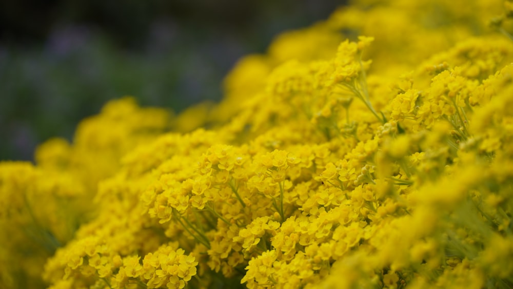 yellow flower in tilt shift lens