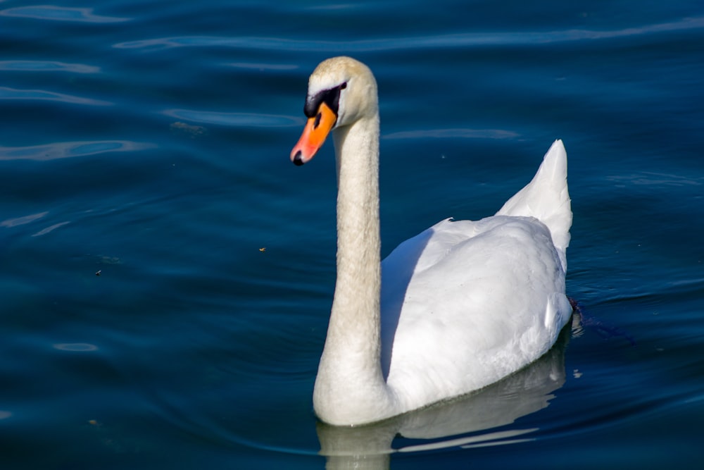 white swan on water during daytime