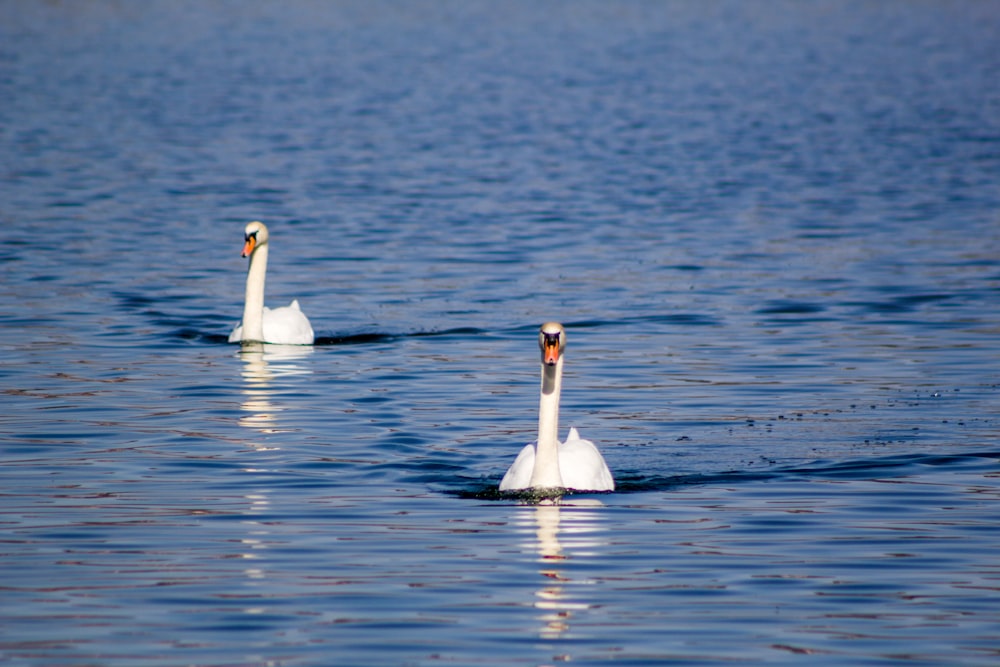 white swan on body of water during daytime