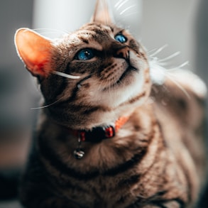 brown tabby cat with red collar