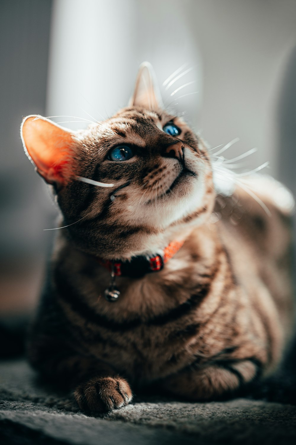 gato marrom tabby com coleira vermelha