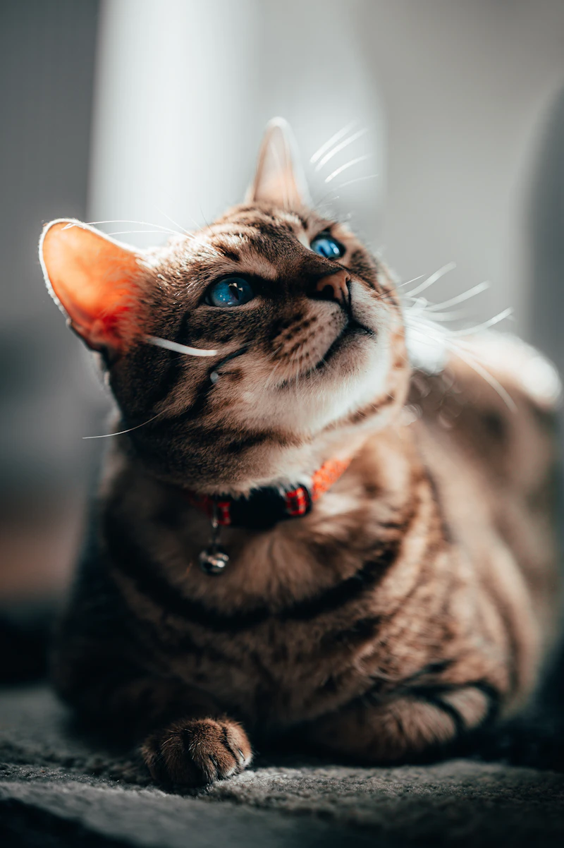 Profil recherché