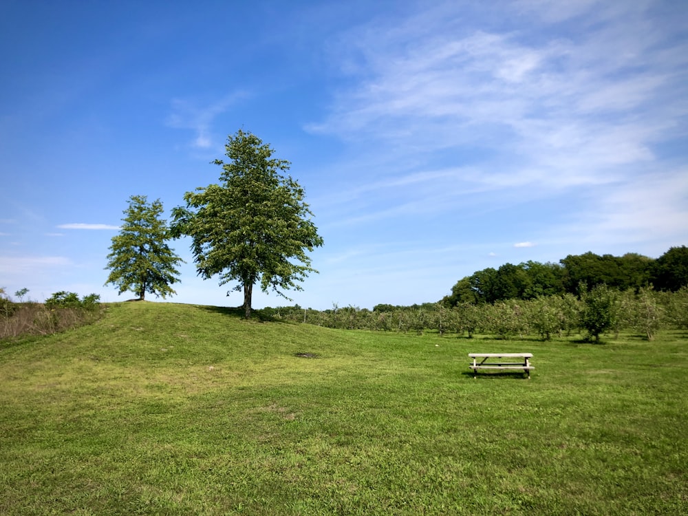 green tree on green grass field under blue sky during daytime