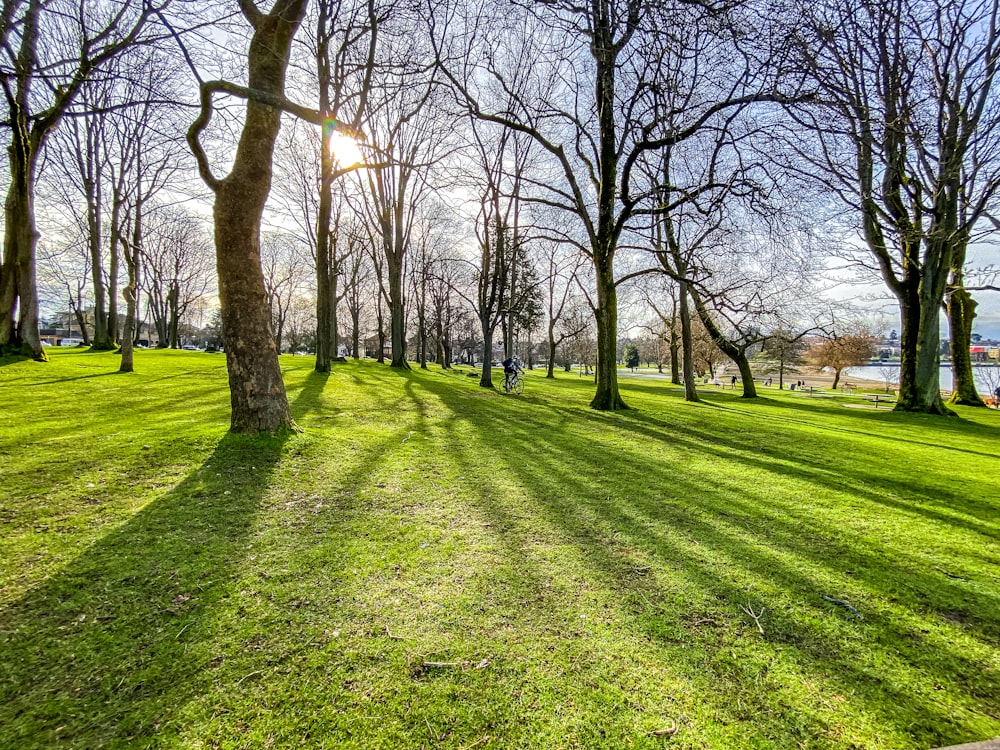 green grass field with bare trees during daytime