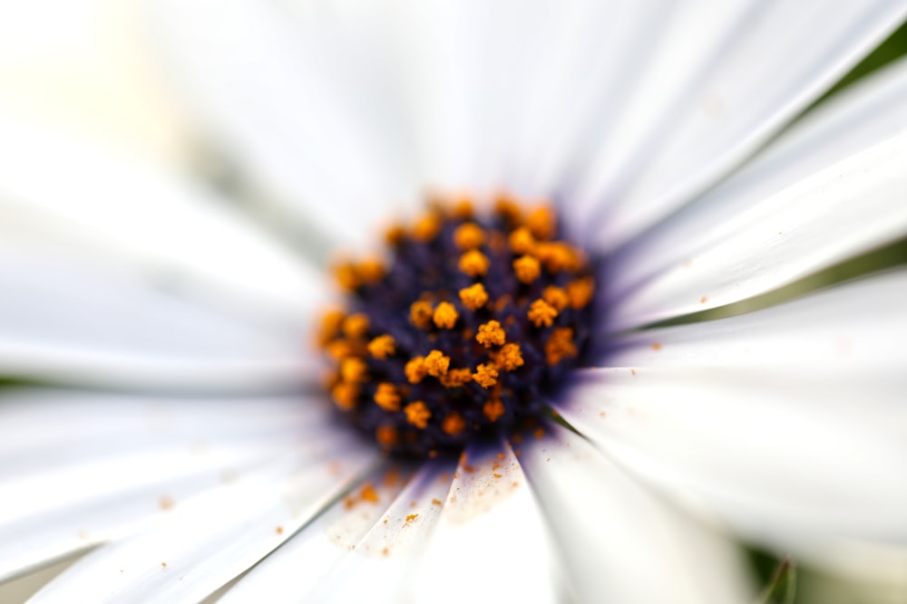 white and yellow daisy flower