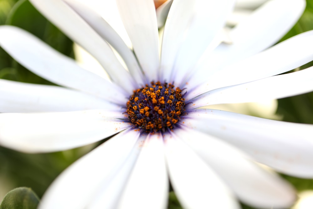 white daisy in bloom during daytime