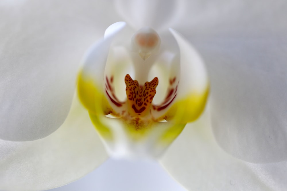 white and yellow flower in close up photography