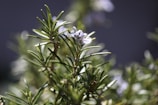 A close-up view of a rosemary plant with green needle-like leaves and small, delicate purple flowers. The background is softly blurred, enhancing the focus on the plant's details.