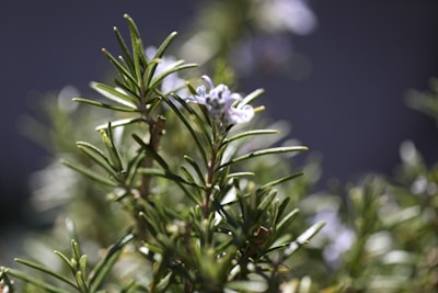 A close-up view of a rosemary plant with green needle-like leaves and small, delicate purple flowers. The background is softly blurred, enhancing the focus on the plant's details.