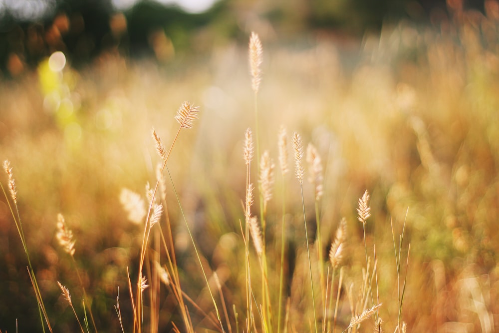 brown wheat field during daytime