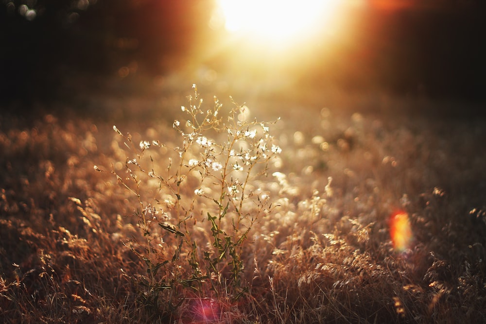 white dandelion flower during daytime