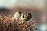 white and brown bird on brown plant