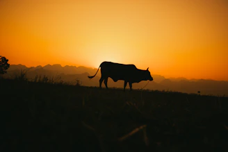 Sunset over the farm with silhouettes of cattle resting calmly in the distance.
