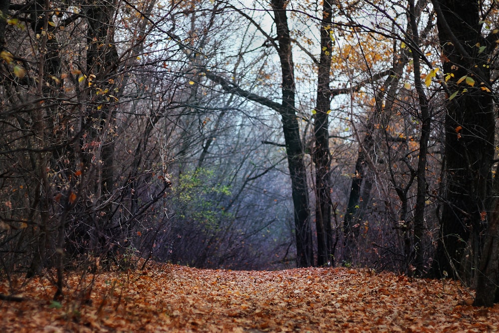 brown dried leaves on ground surrounded by trees