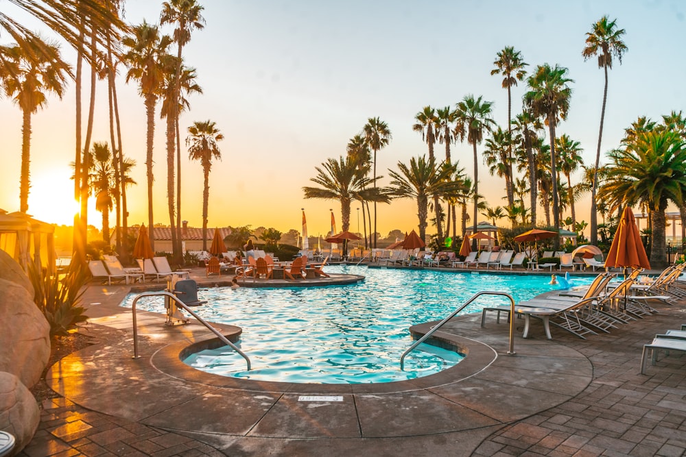 swimming pool surrounded by palm trees during daytime