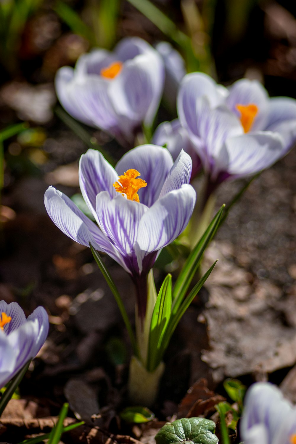 purple crocus flowers in bloom during daytime