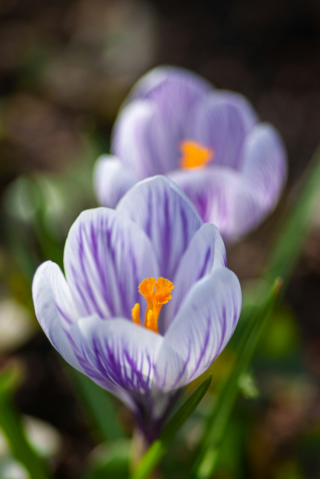 purple crocus in bloom during daytime