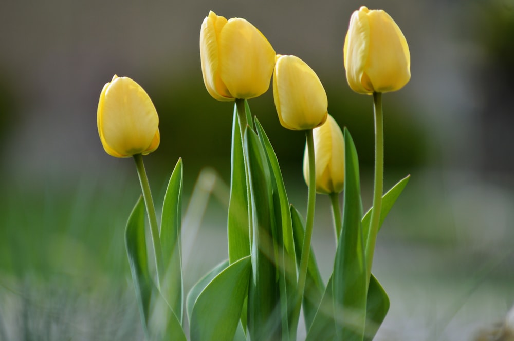 tulipas amarelas em flor durante o dia