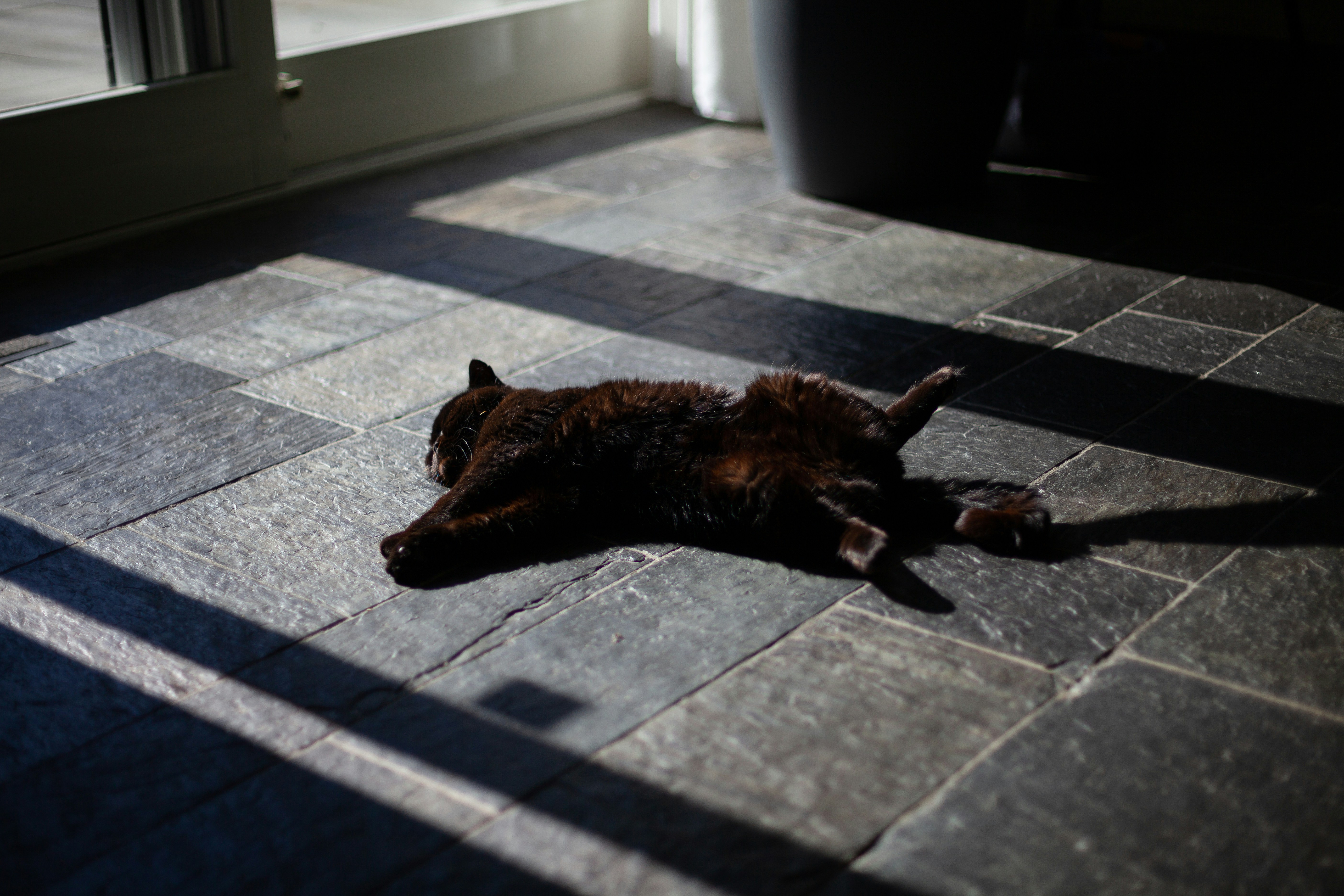 Dark dog lying on a tiled floor in shadows