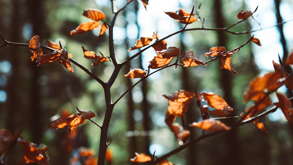 feuilles brunes sur la branche de l’arbre