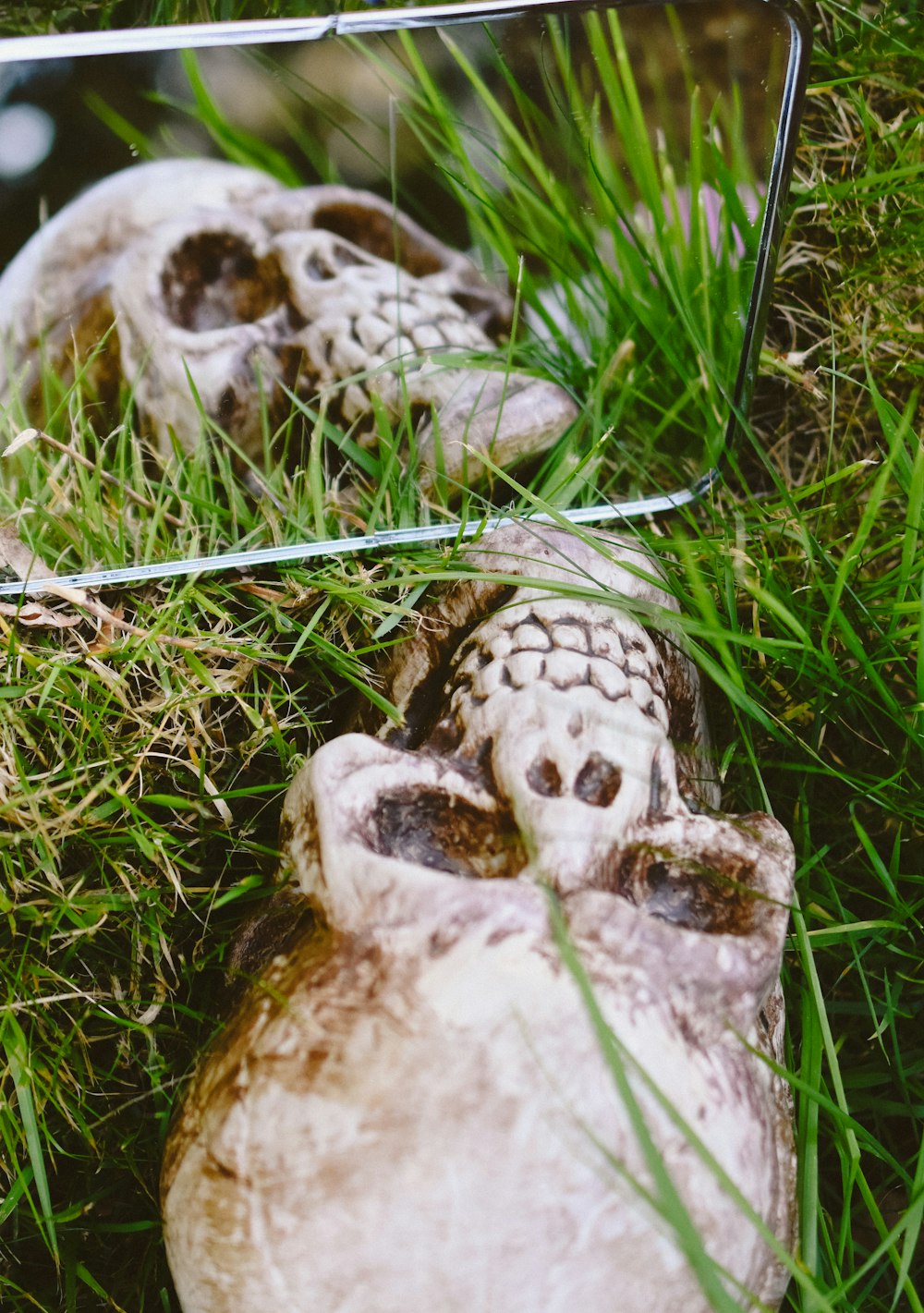 緑の芝生に白と茶色の頭蓋骨