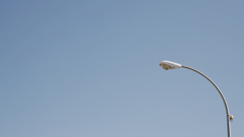 white and black bird flying under blue sky during daytime