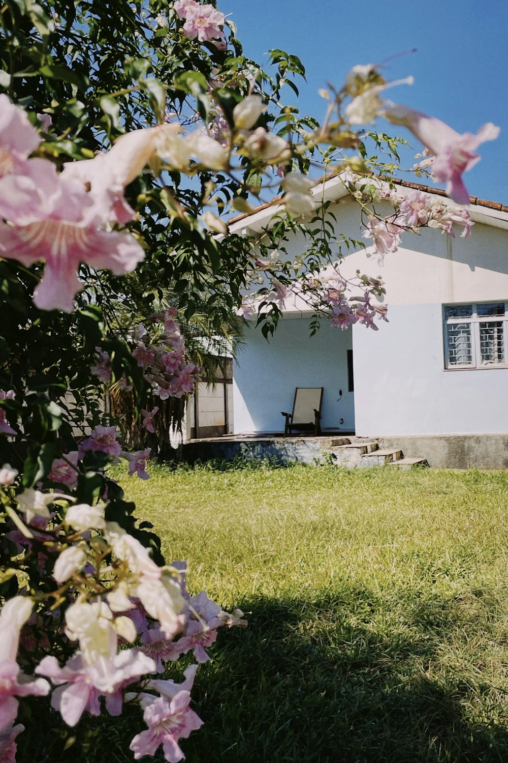 pink and white flower on green grass field