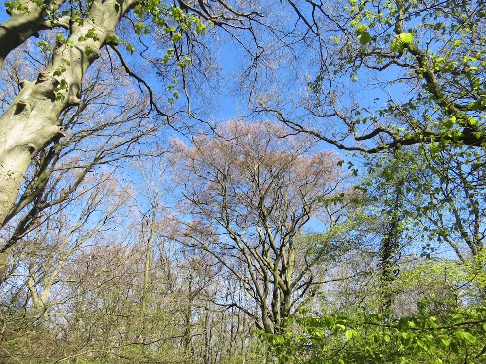 green trees under blue sky during daytime