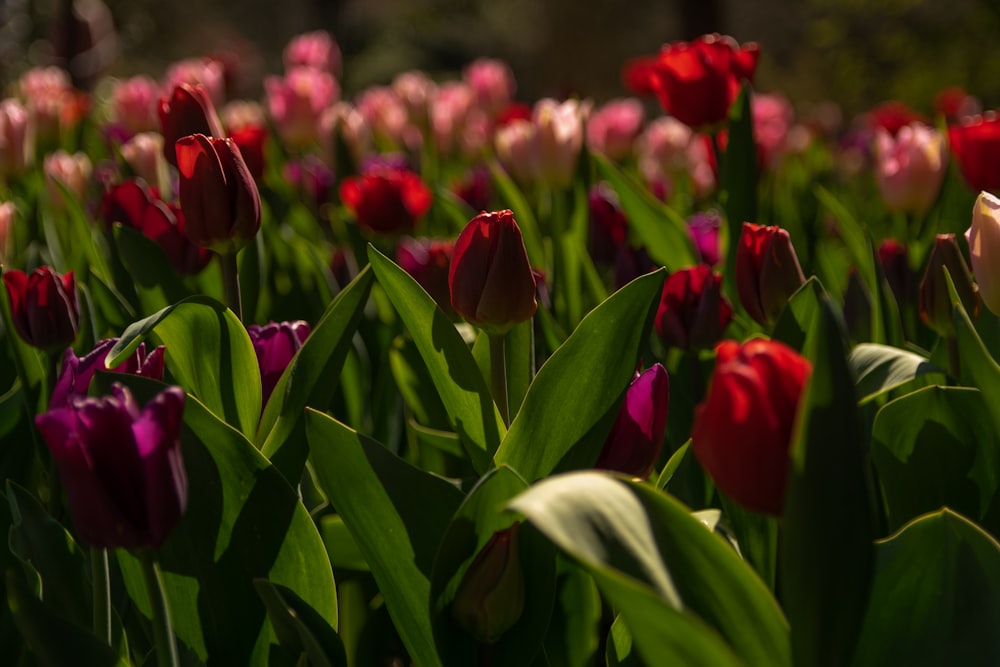 Rote Tulpen blühen tagsüber