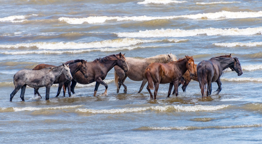 three brown horses on seashore during daytime