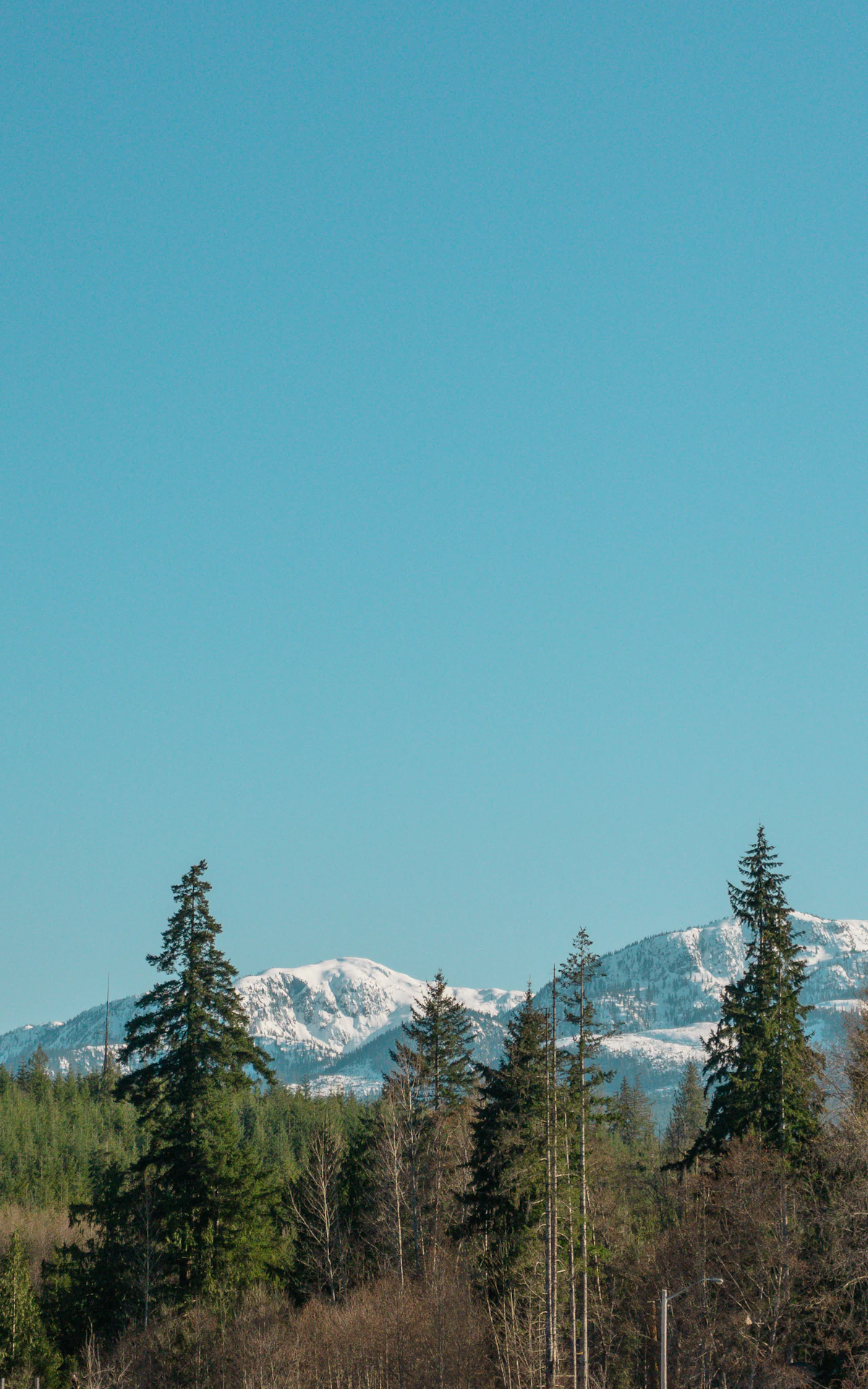 Snowy mountains above a line of tall firs near Cumberland, under a clear blue sky