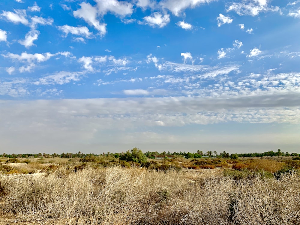 green grass field under blue sky and white clouds during daytime