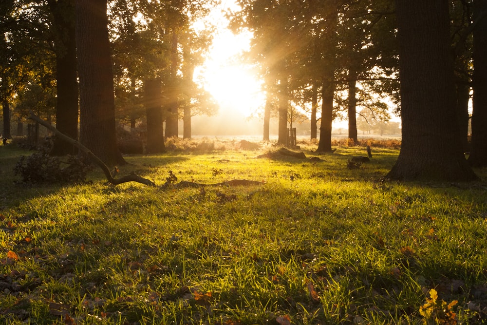 green grass field with trees during daytime