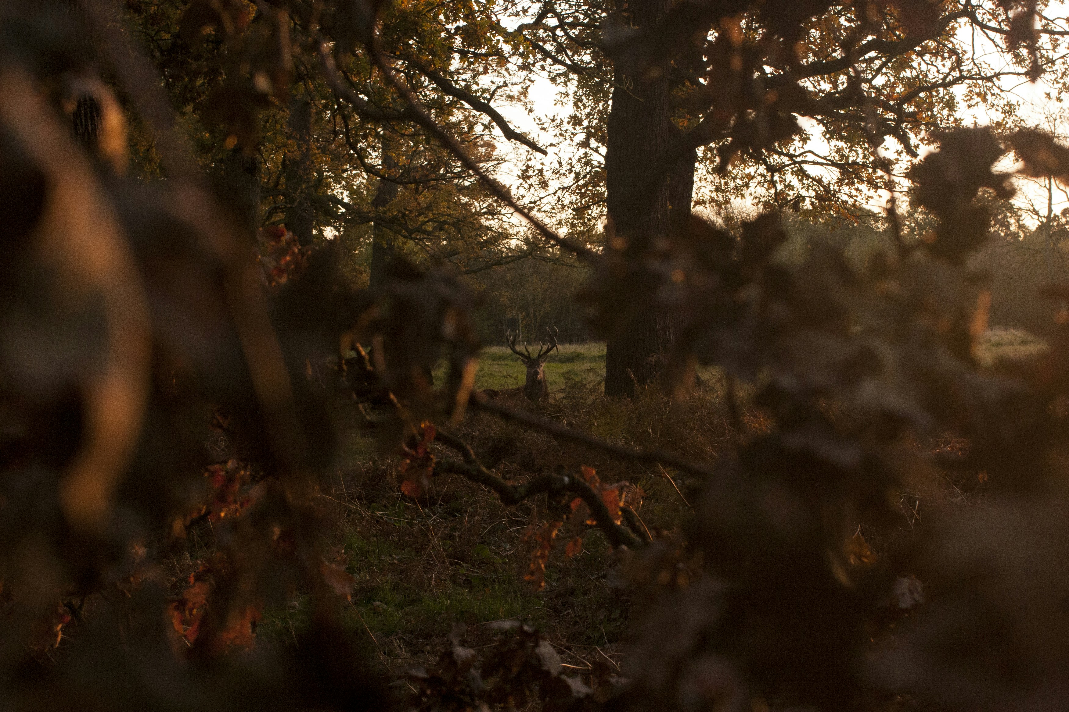 Royal Oak, Twickenham