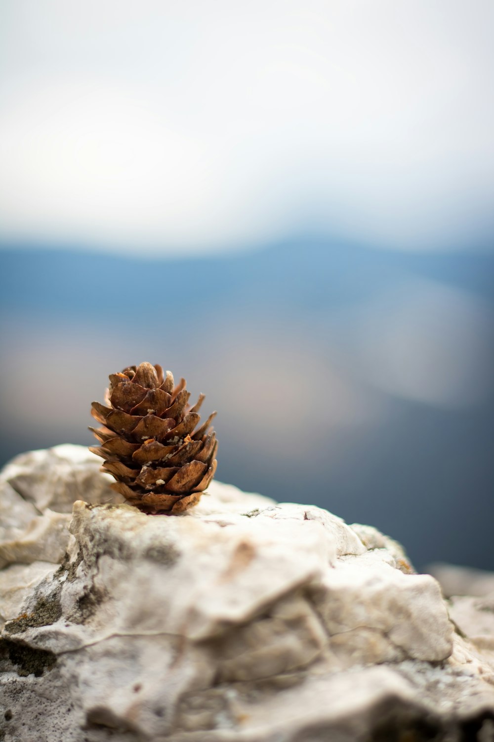 brown pine cone on white rock