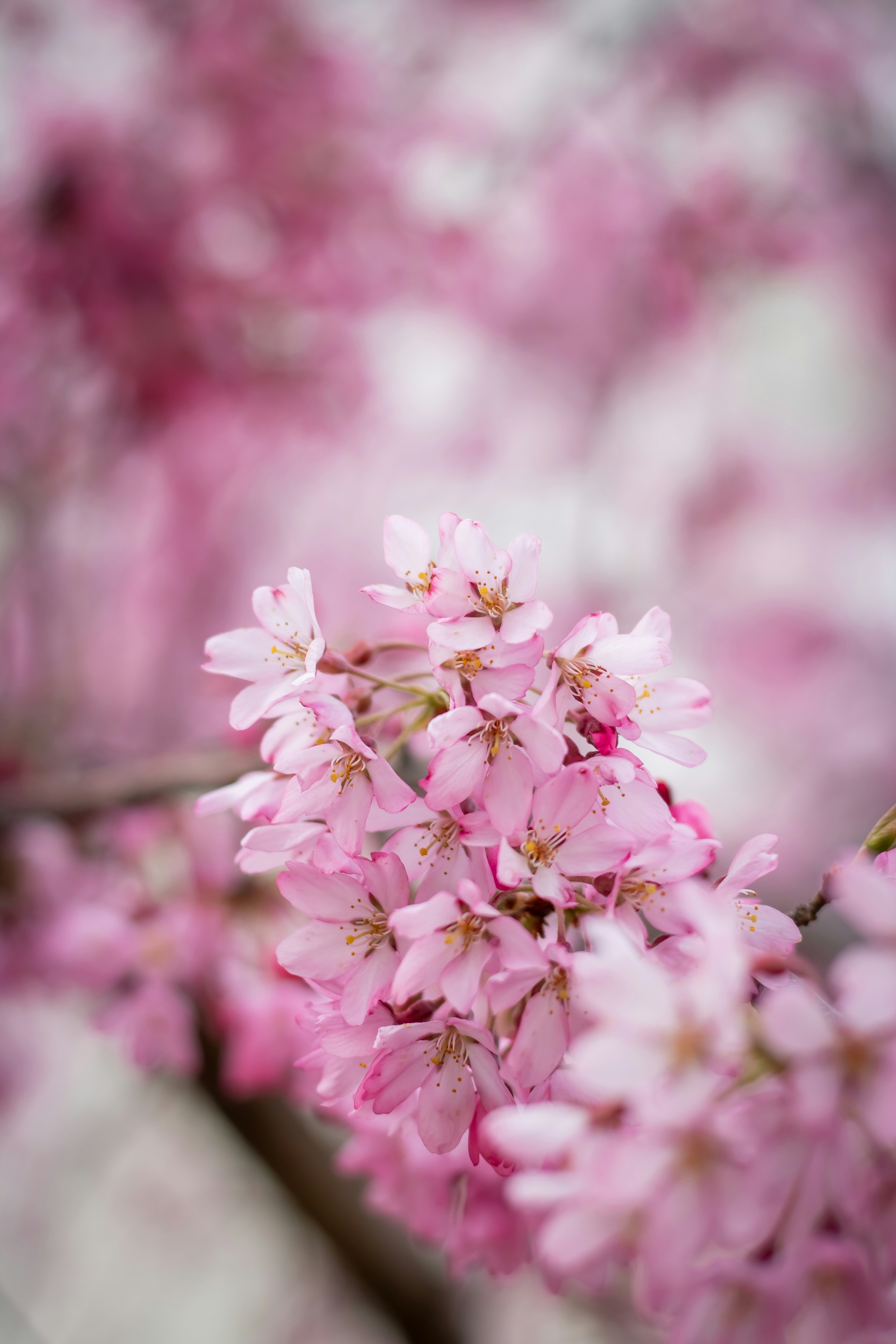 Photo by ovidiugruescu