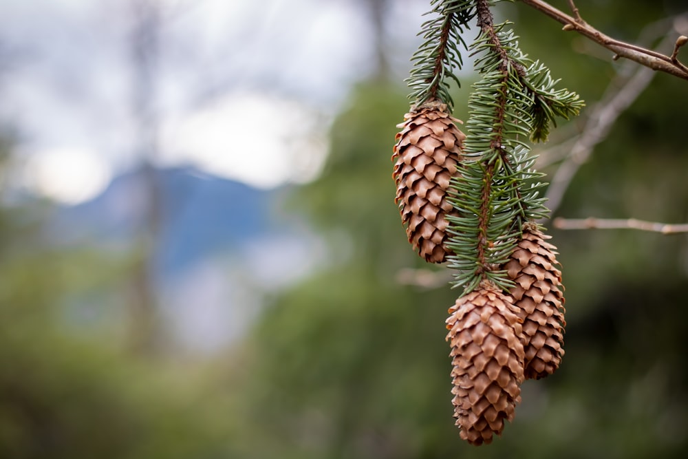 brown pine cone in tilt shift lens