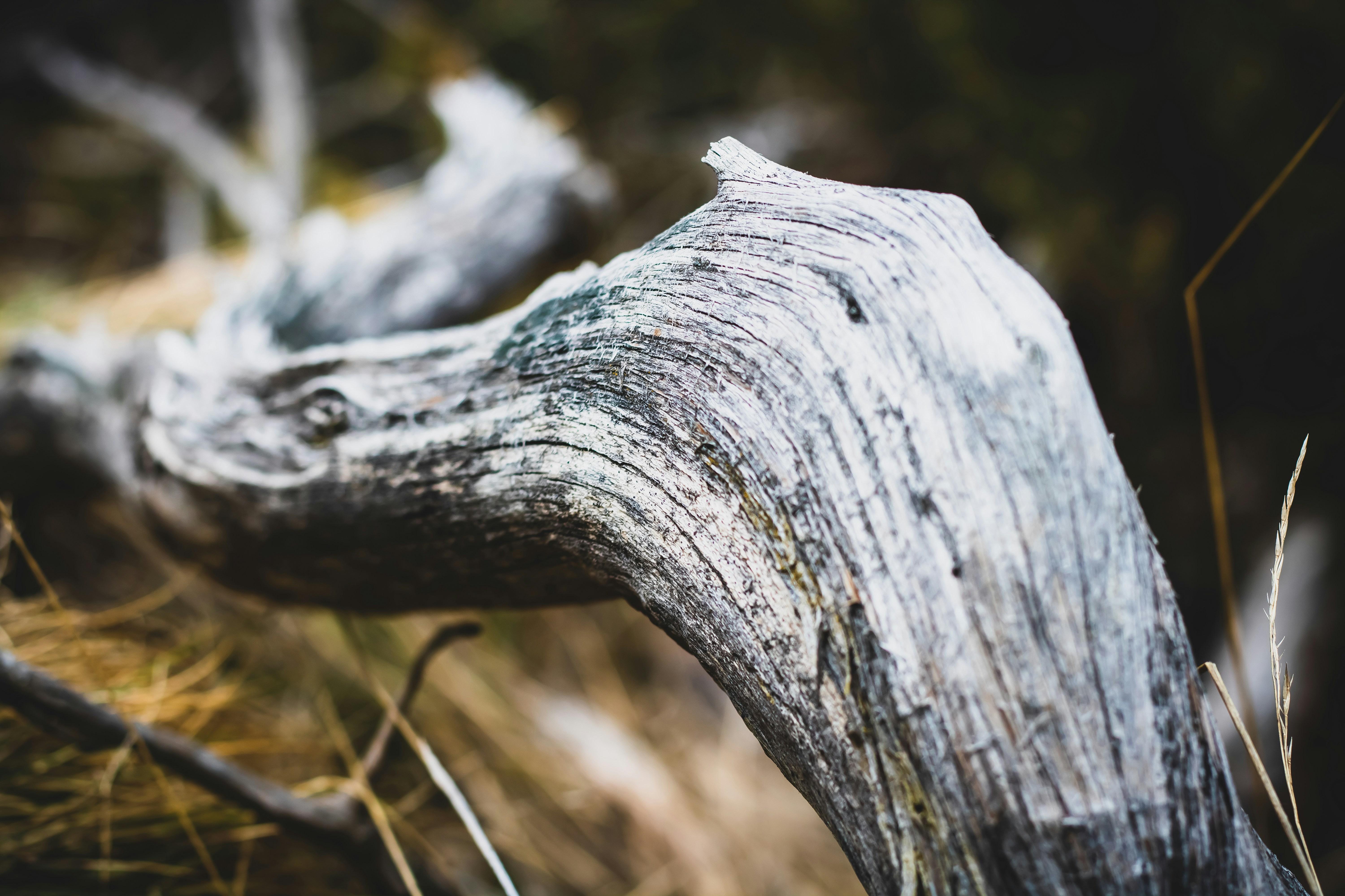 Photo by ovidiugruescu