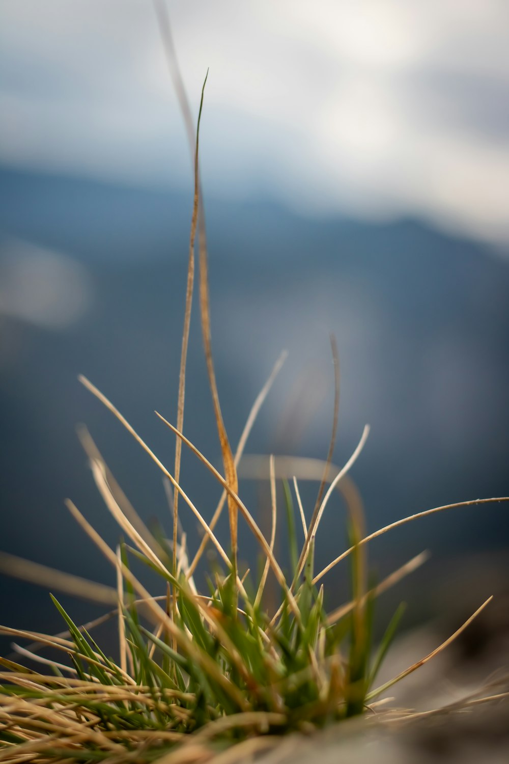 green grass in close up photography