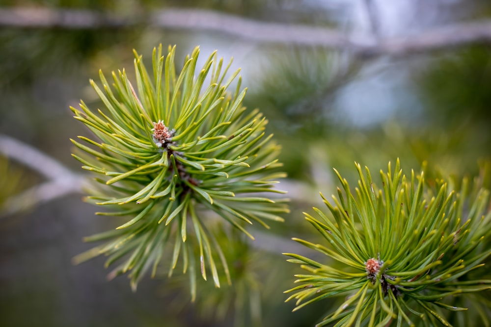 green plant in close up photography