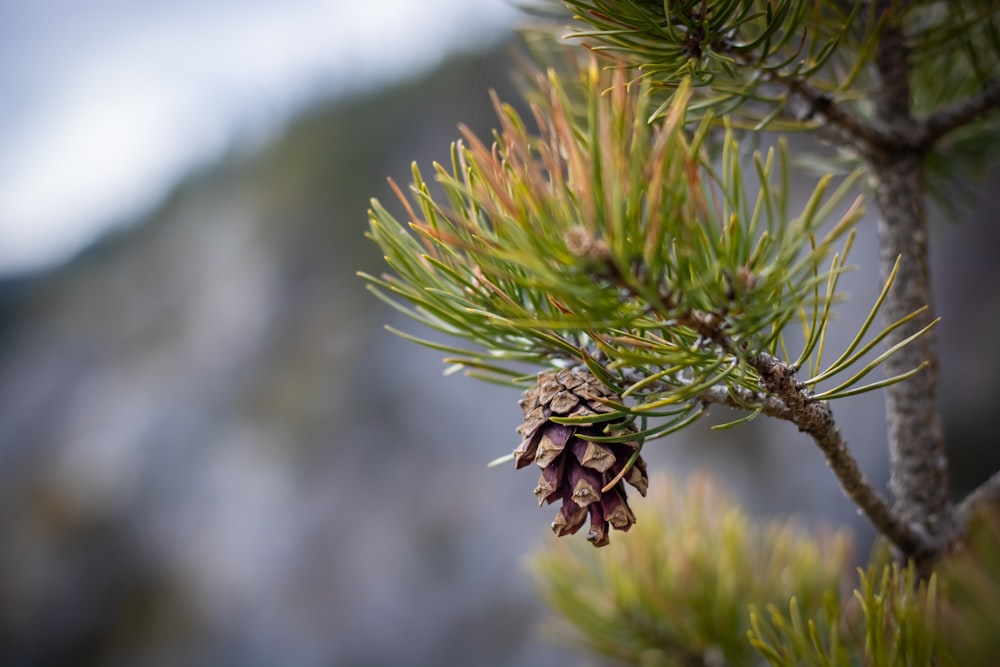 green and brown plant in close up photography